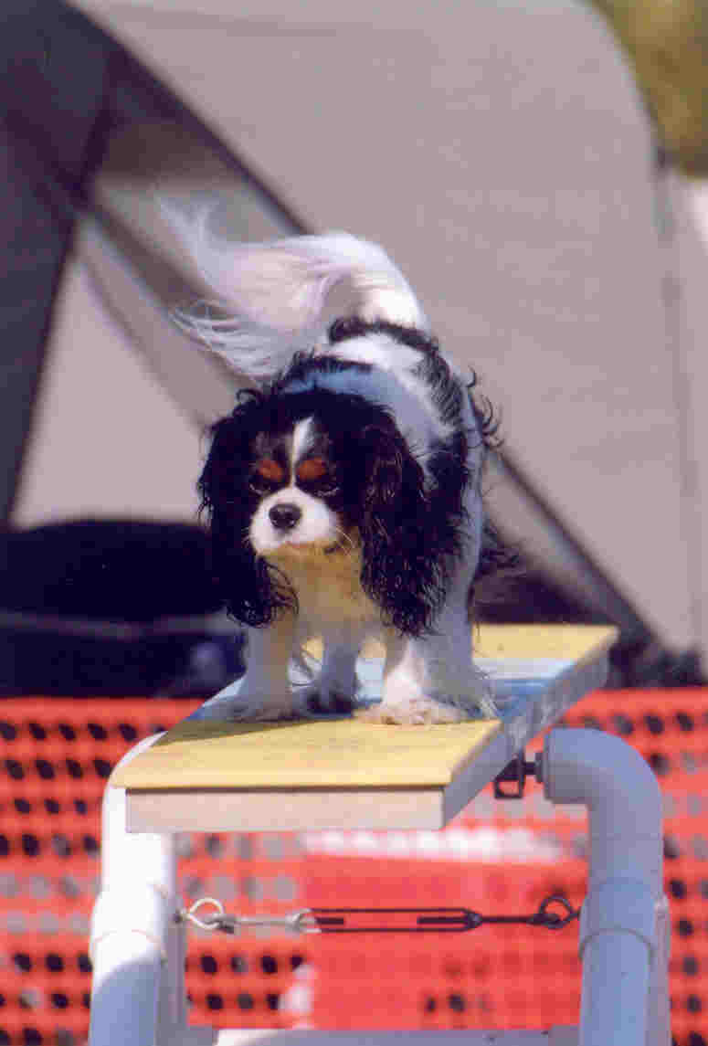 CavalierHealth.org Copyright � 2004 Blenheim Company