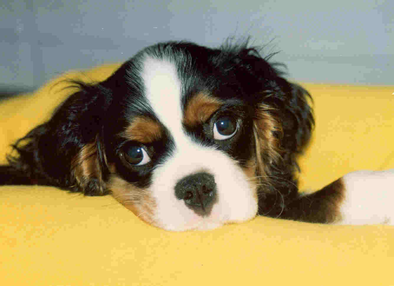 Syringo Poster Child CavalierHealth.org Copyright � 2004 Blenheim Company