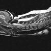 Copyright � 2007 Long Island Veterinary Specialists