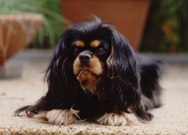 CavalierHealth.org Copyright � 2004 Blenheim Company