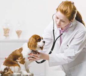 Veterinarian examing cavalier King Charles spaniel