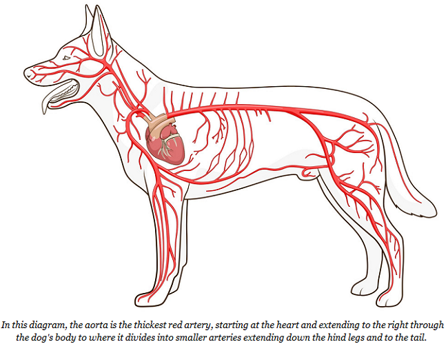 Dog's Arterial Circulatory System