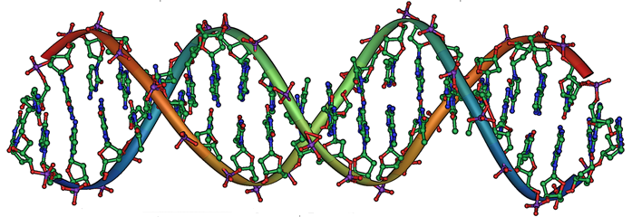 Mutazione di un gene nel DNA è la causa della Sindrome da caduta episodica. Nell'immagine molecola di DNA