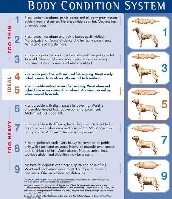 Dog Food Chart For German Shepherd