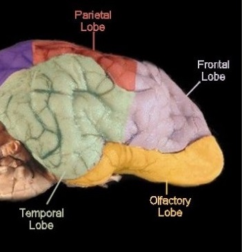 Chiari-Like Malformation (CM) & Syringomyelia (SM) and the Cavalier