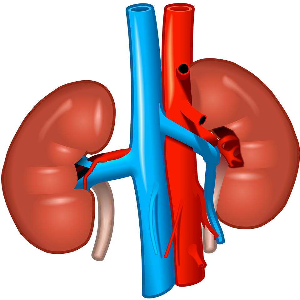 kidney-disease-and-the-cavalier-king-charles-spaniel