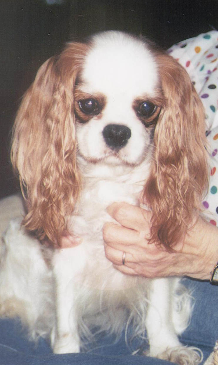 dna test cavalier king charles