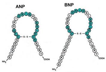 Natriuretic Peptides 