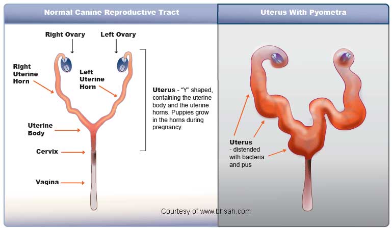 Pyometra Diagram -- Courtesy of www.bhsah.com