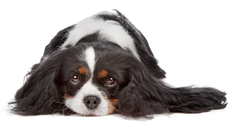 Sick Cavalier King Charles Spaniel