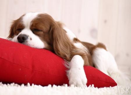 Sleeping Cavalier