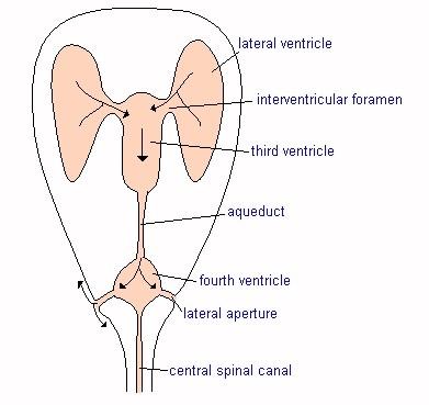 Brain Ventricle System