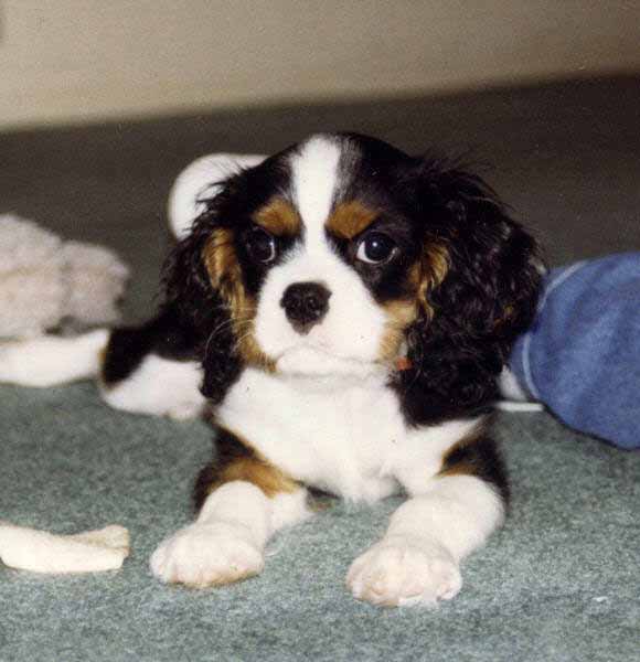 king charles kennel