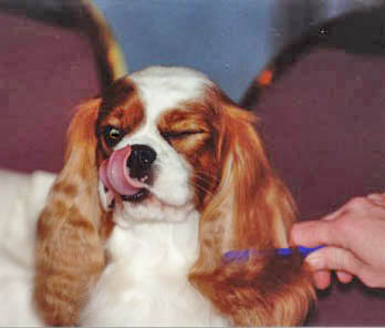 A Wink & A Lick | CavalierHealth.org Copyright © 2004 Blenheim Company