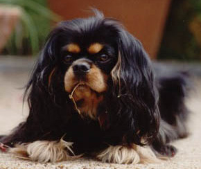 dachshund and cavalier king charles