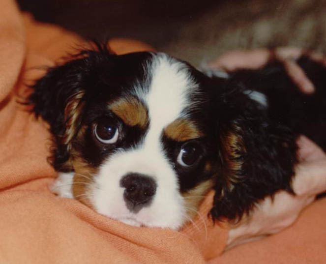 Microphthalmia And The Cavalier King Charles Spaniel