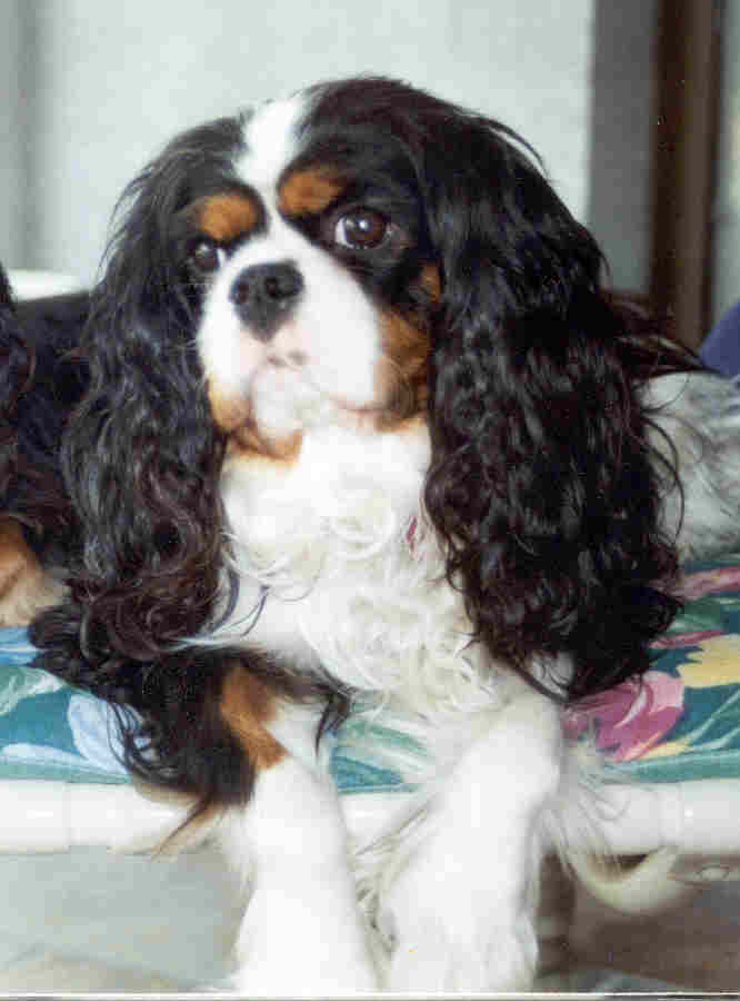 cavalier king charles spaniel rescue sacramento