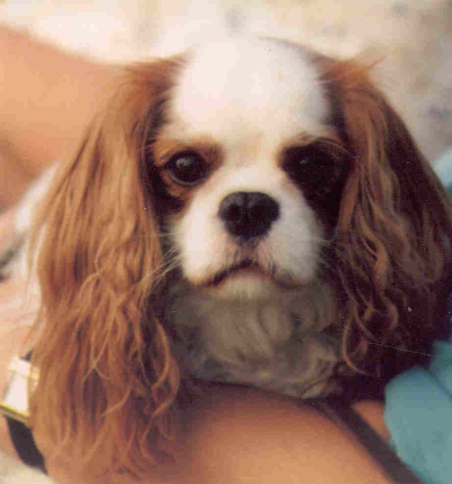 5 Illnesses Cavalier King Charles Spaniels Often Have