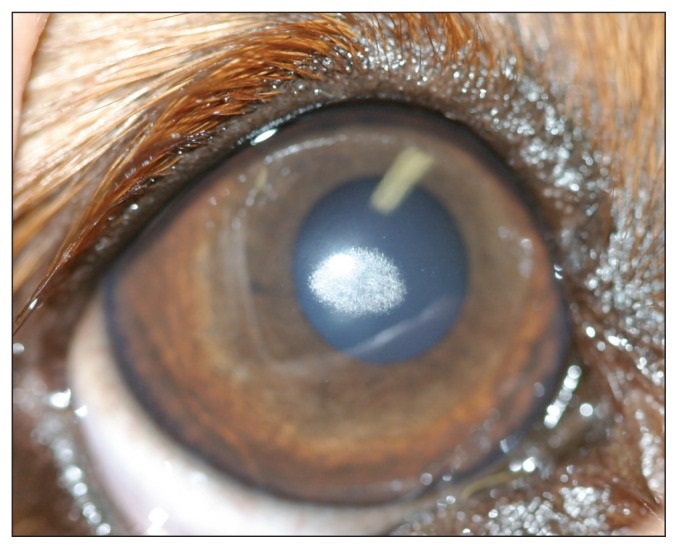 Right eye of CKCS with corneal dystrophy.
