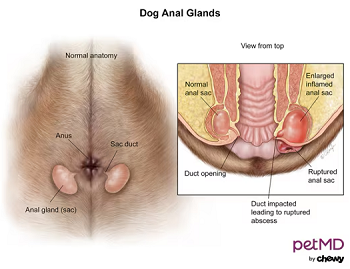 Anal Sacs Diagram