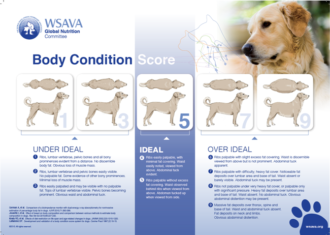 WSAVA Body Condition Score Chart