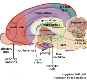 Dgo brain - median view