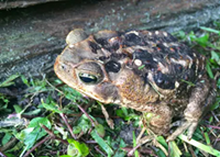 Cane Toad