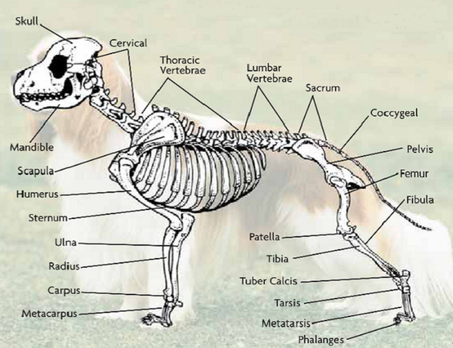 coccygeal vertebrae dog