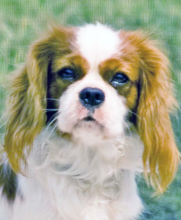 Cavalier King Charles Spaniel