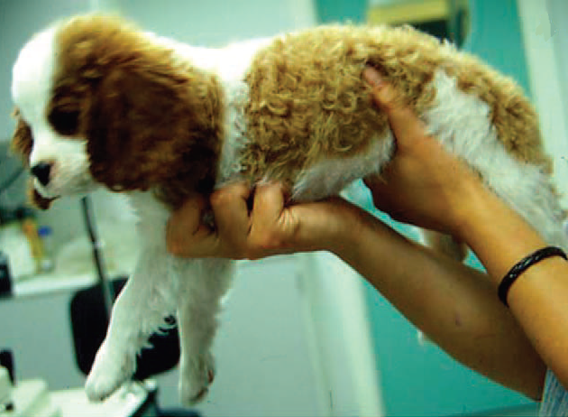 Curly Coat/Rough Coat Syndrome and the Cavalier King Charles Spaniel