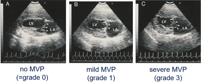 Danish Breeding Scheme MVP Grades