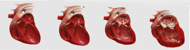 Dechra heart images