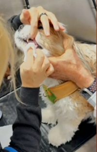 Dental Wipe