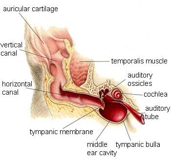 Primary Media (PSOM) in the Cavalier King Charles Spaniel