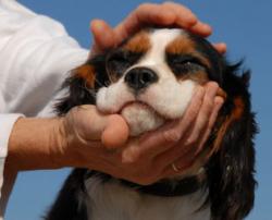 Veterinarian applying eye drops