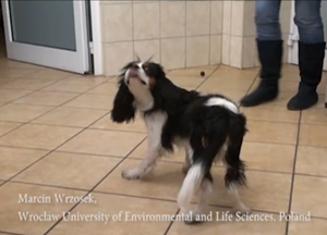 Fly-Biting Cavalier