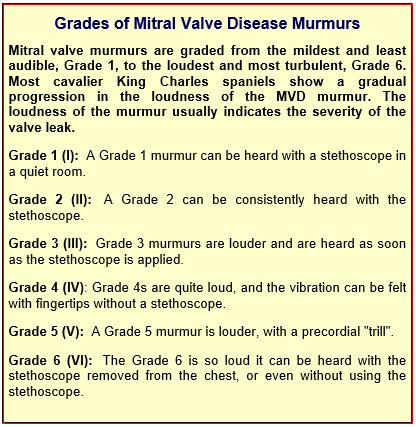 How serious is a grade 5 heart murmur in dogs