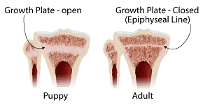 Growth plates -- open and closed