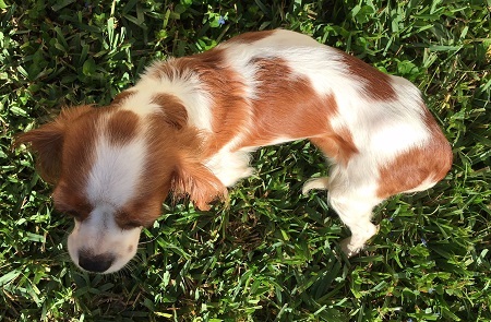 Exocrine Pancreatic Insufficiency Epi And The Cavalier King Charles Spaniel