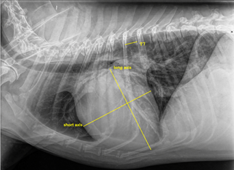 HSVR-T7 measurement of dog