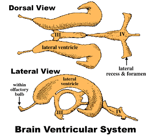 Canine Ventricular System