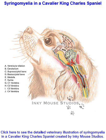 Chiari Like Malformation Cm Syringomyelia Sm And The Cavalier King Charles Spaniel