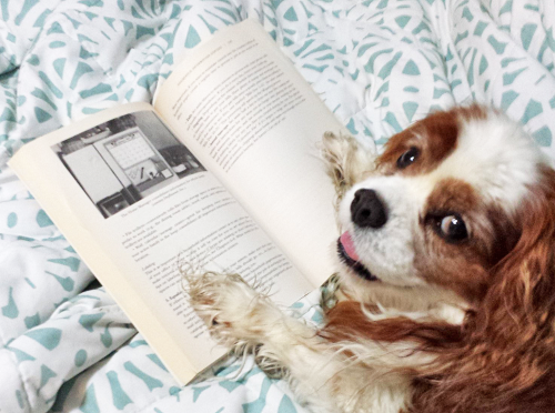 Best Books About Cavalier King Charles Spaniels