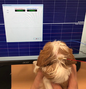 CKCS puppy given visual acuity test