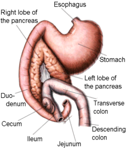 Exocrine Pancreatic Insufficiency Epi And The Cavalier King Charles Spaniel