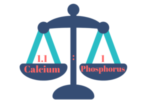 Phosphorus - Calcium - Ratio