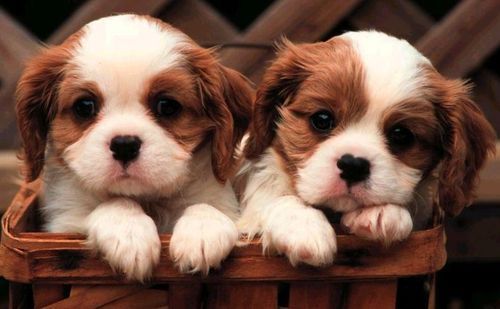 Cavalier Blenheim Pups