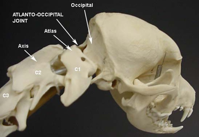 Occipital Bump Dog