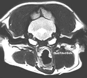 Transverse T2W MRI scan of bullae - high signal indicative of fluid accumulation seen in both bullae. Downs Veterinary Practice, Bristol, UK. http://www.downsvets.co.uk/