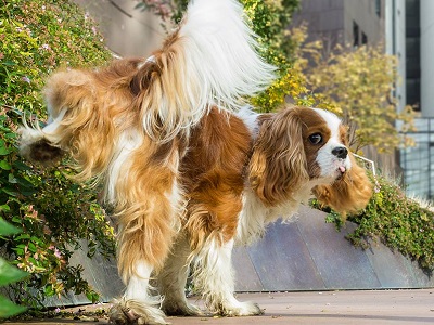 king charles spaniel peeing in house